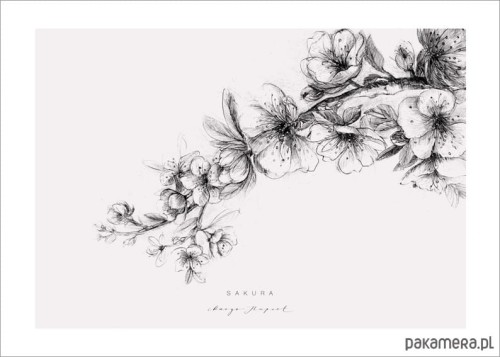 grafiki-i-ilustracje-sakura-12233246_53006040.jpg