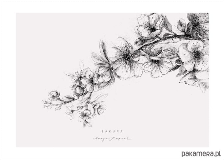 grafiki-i-ilustracje-sakura-12233246_53006040.jpg